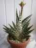 Aloe variegata - Кактусы и суккуленты из Харькова от Оли и Сергея Мирошниченко