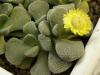 Aloinopsis  villetii - Кактусы и суккуленты из Харькова от Оли и Сергея Мирошниченко