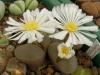 Conophytum triebneri - Кактусы и суккуленты из Харькова от Оли и Сергея Мирошниченко