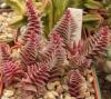 Crassula corymbulosa - Кактусы и суккуленты из Харькова от Оли и Сергея Мирошниченко