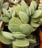 Crassula cotyledonis - Кактусы и суккуленты из Харькова от Оли и Сергея Мирошниченко