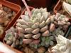 Echeveria expatriata - Кактусы и суккуленты из Харькова от Оли и Сергея Мирошниченко