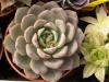 Echeveria laui x - Кактусы и суккуленты из Харькова от Оли и Сергея Мирошниченко