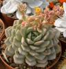 Echeveria laui x - Кактусы и суккуленты из Харькова от Оли и Сергея Мирошниченко