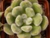 Echeveria pulvinata - Кактусы и суккуленты из Харькова от Оли и Сергея Мирошниченко