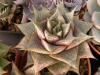 Echeveria purpusorum - Кактусы и суккуленты из Харькова от Оли и Сергея Мирошниченко