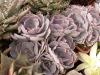 Echeveria shaviana - Кактусы и суккуленты из Харькова от Оли и Сергея Мирошниченко