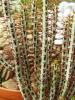 Euphorbia  aeruginosa - Кактусы и суккуленты из Харькова от Оли и Сергея Мирошниченко