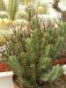 Euphorbia  enopla - Кактусы и суккуленты из Харькова от Оли и Сергея Мирошниченко