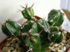 Euphorbia  handiensis Isla Gomera - Кактусы и суккуленты из Харькова от Оли и Сергея Мирошниченко