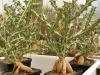 Euphorbia knuthii - Кактусы и суккуленты из Харькова от Оли и Сергея Мирошниченко