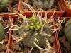 Euphorbia meloformis - Кактусы и суккуленты из Харькова от Оли и Сергея Мирошниченко