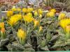 Faucaria tuberculosa - Кактусы и суккуленты из Харькова от Оли и Сергея Мирошниченко