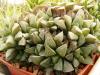 Haworthia retusa - Кактусы и суккуленты из Харькова от Оли и Сергея Мирошниченко