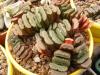 Haworthia truncata - Кактусы и суккуленты из Харькова от Оли и Сергея Мирошниченко