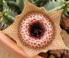 Huernia  guttata - Кактусы и суккуленты из Харькова от Оли и Сергея Мирошниченко