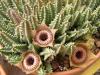 Huernia guttata - Кактусы и суккуленты из Харькова от Оли и Сергея Мирошниченко