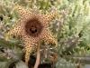 Huernia hystrix - Кактусы и суккуленты из Харькова от Оли и Сергея Мирошниченко