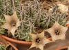 Huernia lodarensis - Кактусы и суккуленты из Харькова от Оли и Сергея Мирошниченко