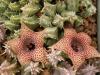 Huernia piersii - Кактусы и суккуленты из Харькова от Оли и Сергея Мирошниченко