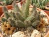 Huernia pillansii - Кактусы и суккуленты из Харькова от Оли и Сергея Мирошниченко