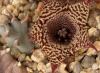 Huernia stapelioides - Кактусы и суккуленты из Харькова от Оли и Сергея Мирошниченко