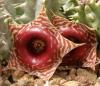 Huernia zebrina - Кактусы и суккуленты из Харькова от Оли и Сергея Мирошниченко