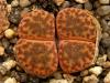 Lithops bromfieldii v glaudinae  - Кактусы и суккуленты из Харькова от Оли и Сергея Мирошниченко