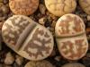 Lithops dorotheae C124 - Кактусы и суккуленты из Харькова от Оли и Сергея Мирошниченко