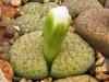 Lithops fulviceps cv Aurea - Кактусы и суккуленты из Харькова от Оли и Сергея Мирошниченко