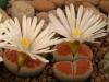 Lithops karasmontana  'lateritia' - Кактусы и суккуленты из Харькова от Оли и Сергея Мирошниченко