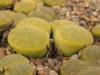 Lithops lesliei cv Albinica - Кактусы и суккуленты из Харькова от Оли и Сергея Мирошниченко