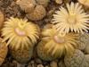 Lithops verruculosa - Кактусы и суккуленты из Харькова от Оли и Сергея Мирошниченко