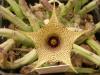 Huernia leachii - Кактусы и суккуленты из Харькова от Оли и Сергея Мирошниченко