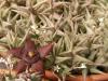 Orbea semota ssp orientalis - Кактусы и суккуленты из Харькова от Оли и Сергея Мирошниченко