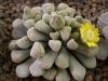 Titanopsis  leuderitzii - Кактусы и суккуленты из Харькова от Оли и Сергея Мирошниченко