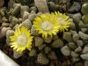 Titanopsis hugo-schlechteri  v alboviridis SB1343 - Кактусы и суккуленты из Харькова от Оли и Сергея Мирошниченко