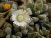 Titanopsis leuderitzii Pochenbank - Кактусы и суккуленты из Харькова от Оли и Сергея Мирошниченко