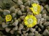 Titanopsis schwantesii Klein Karas - Кактусы и суккуленты из Харькова от Оли и Сергея Мирошниченко