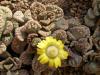 Titanopsis calcarea - Кактусы и суккуленты из Харькова от Оли и Сергея Мирошниченко