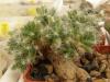 Trichodiadema densum - Кактусы и суккуленты из Харькова от Оли и Сергея Мирошниченко