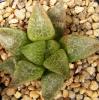 Haworthia comptoniana - Кактусы и суккуленты из Харькова от Оли и Сергея Мирошниченко