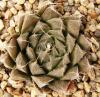 Haworthia cooperi - Кактусы и суккуленты из Харькова от Оли и Сергея Мирошниченко