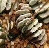 Haworthia truncata - Кактусы и суккуленты из Харькова от Оли и Сергея Мирошниченко