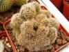 Echinopsis sp f cristata - Кактусы и суккуленты из Харькова от Оли и Сергея Мирошниченко