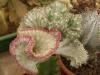 Euphorbia lactea f cristata - Кактусы и суккуленты из Харькова от Оли и Сергея Мирошниченко