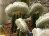 Notocactucs scopa   f brevispinum  cristata - Кактусы и суккуленты из Харькова от Оли и Сергея Мирошниченко