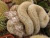 Turbinicarpus dickisonii f cristata - Кактусы и суккуленты из Харькова от Оли и Сергея Мирошниченко