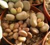 Adromischus marianae cv 'Little spheroid' - Кактусы и суккуленты из Харькова от Оли и Сергея Мирошниченко