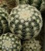 Echinocereus reichenbachii SB941 - Кактусы и суккуленты из Харькова от Оли и Сергея Мирошниченко